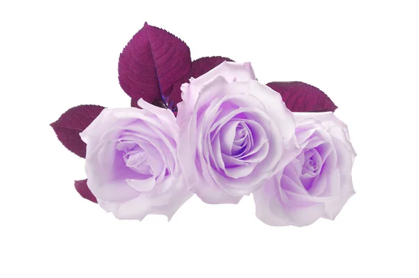 Três rosas isoladas em branco — Fotografia de Stock