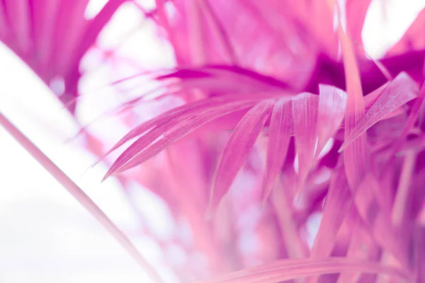 Palmiye yaprağı Tropik bitkiler. Doğa arkaplanı. — Stok fotoğraf