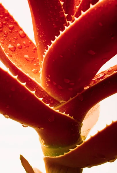 Aloe with water drops — Stock Photo, Image