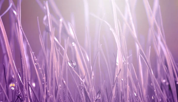 Grama com gotas de água. Foco suave natureza fundo . — Fotografia de Stock