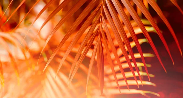  Palmiye yaprağı Tropik bitkiler. Doğa bulanık arkaplan.