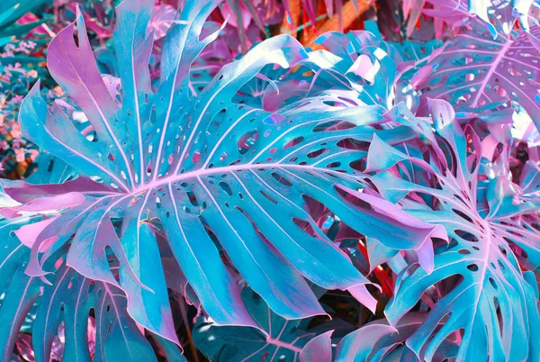 Tropikal bitkilerle dolu bir orman. Doğa arkaplanı.