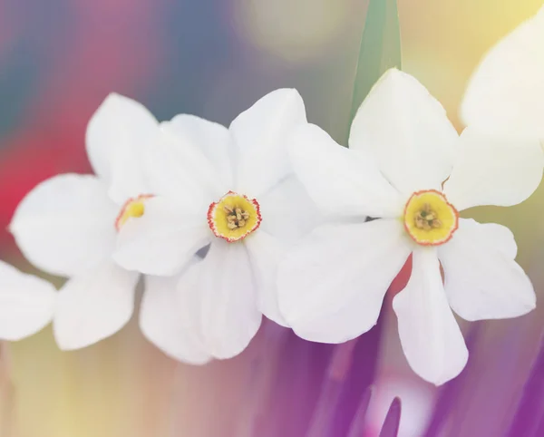 Kvetoucí jarní narcisy kvetou. Rozmazané jemné zaostření příroda b — Stock fotografie
