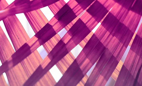  Palmiye yaprağı Tropik bitkiler. Doğa arkaplanı.