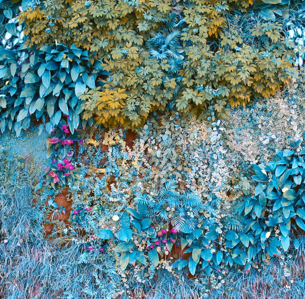 Ściana Tropikalnych Roślin Wspinaczka Środowisko Naturalne Niebieski Turkusowy Kolor — Zdjęcie stockowe