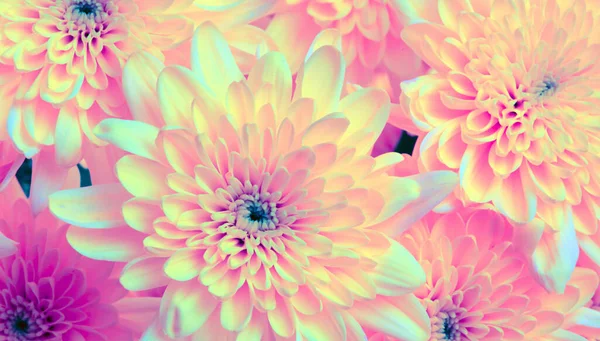 Pink flower. Nature background. Ultraviolet color.