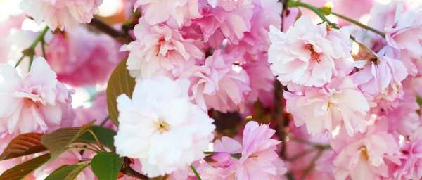 Blomma Våren Bukett Med Blad Mjukt Fokus Naturen Suddar Bakgrunden — Stockfoto