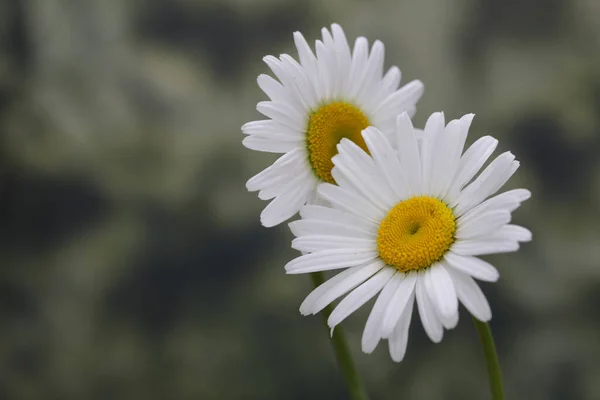 自然背景下的白色洋甘菊花束 — 图库照片