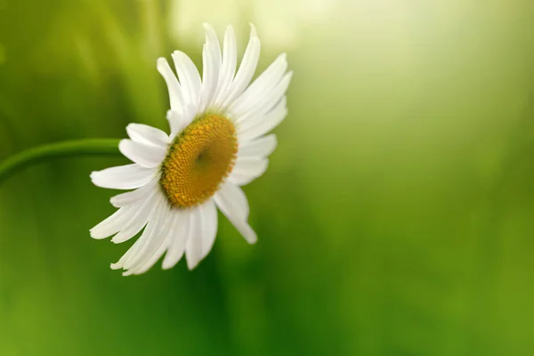 Camomille Blanche Camomille Sur Fond Naturel Concentration Douce — Photo