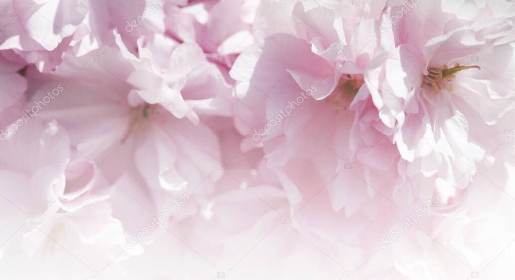 Flower spring bouquet. Soft focus. Nature blur background. Pink color.