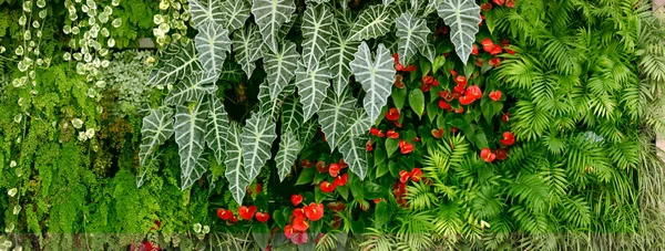 Стіна Тропічними Рослинами Природний Зелений Фон Горизонтальний Довгий Шаблон Плакатів — стокове фото