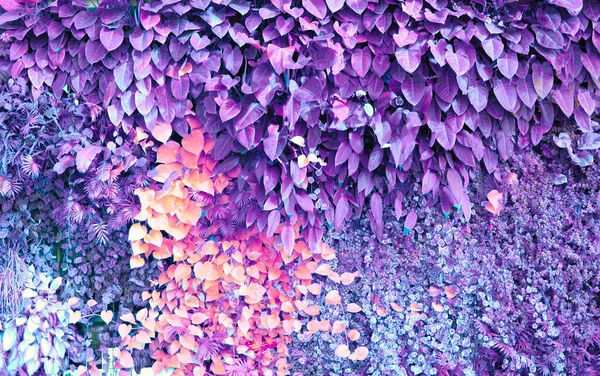 Vägg Med Tropiska Växter Klätterväxter Naturbakgrund Violett Färg — Stockfoto