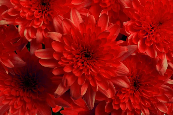 Red Color Aster Flower Nature Background — Stock Photo, Image