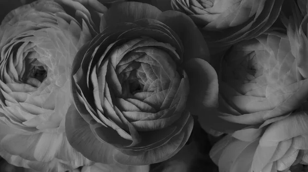 Czarno Biały Kwiat Anemon Tło Bukiet — Zdjęcie stockowe