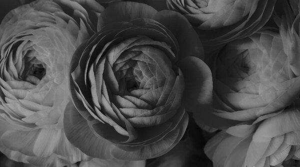 Black and white  anemone flower bouquet background.