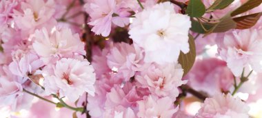 Yapraklı çiçek buketi. Yumuşak odaklanma. Doğanın bulanık arka planı. Pembe (leylak) rengi.