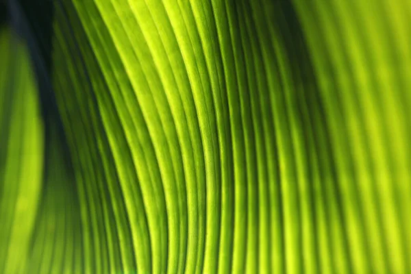Banana Palm Tree Leaf Closeup Natural Texture Background Green Color — Stock Photo, Image
