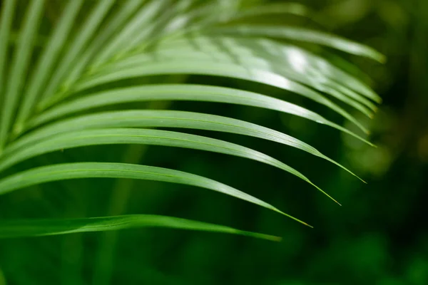 Palmově Zelený List Tropické Rostliny Pozadí Přírody — Stock fotografie