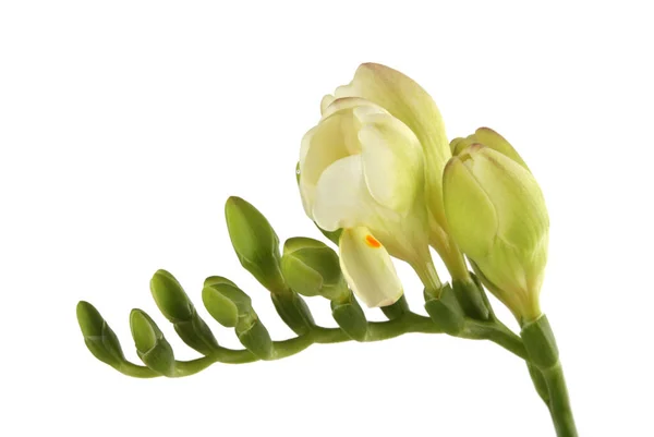 Freesia Flower Rostlina Čeledi Iris Izolováno Bílém Pozadí — Stock fotografie