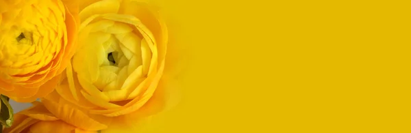 Yellow Color Anemone Flower Bouquet Horizontal Background — Stock Photo, Image