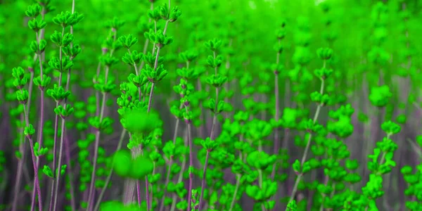 Vihreä Tyydyttyneitä Väri Laventeli Kukkia Alalla — kuvapankkivalokuva