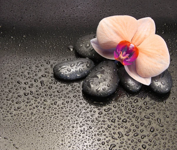 Flor Rosa Orquídea Pedras Pretas Com Gotas Água Fundo Natureza — Fotografia de Stock