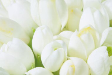 Yumuşak odaklı bahar kar damlaları tomurcuğu arkaplanı. 