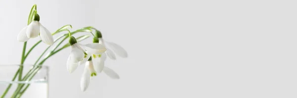 Весенний Подснежник Мягкий Фокус Природа Длинный Горизонтальный Фон — стоковое фото