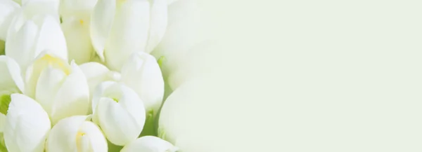 Soft Focus Spring Snowdrops Bud Long Horizontal Background — Stock Photo, Image