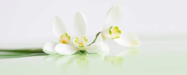 Весняна Квітка Снігу Який Фокус Світлий Довгий Горизонтальний Фон — стокове фото