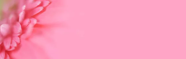 Μαλακή Εστίαση Θολώνει Πέταλο Λουλούδι Ανοιχτό Ροζ Μακρύ Οριζόντιο Φόντο — Φωτογραφία Αρχείου
