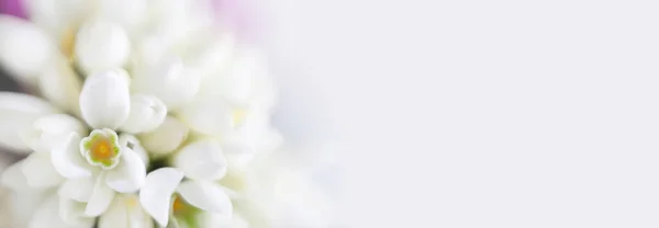 Weicher Fokus Verschwimmt Frühling Schneeglöckchen Blume Hellblauer Horizontaler Hintergrund — Stockfoto