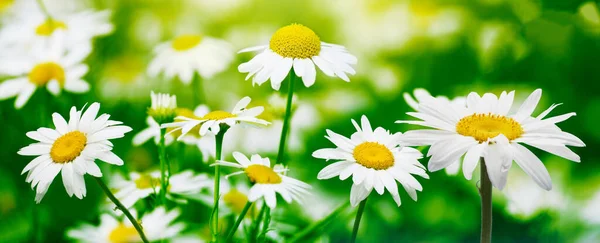 Λευκό Χαμομήλι Λουλούδι Στη Θολούρα Πράσινο Γρασίδι Οριζόντια Φόντο — Φωτογραφία Αρχείου