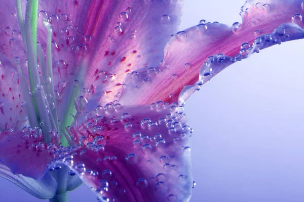 バイオレットとピンクリリーの花は水に落ちます 要旨自然背景 — ストック写真