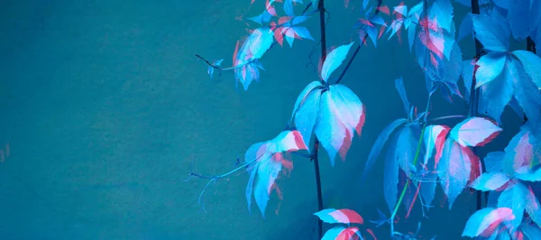 壁背景に青と紫の色の葉 グリッチ効果 — ストック写真