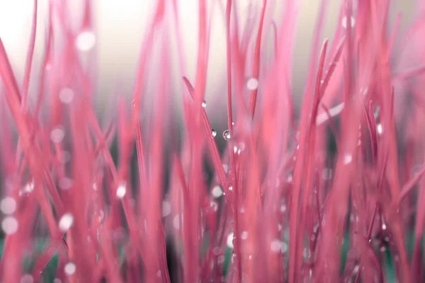 Folha Com Gotas Água Tom Cor Rosa Coral Foco Suave — Fotografia de Stock