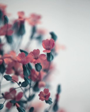 Seçici, yumuşak, pembe, kırmızı çigila, Vaccaria çiçeği buketi. Soyut doğal bulanık gri sis arkaplanı.