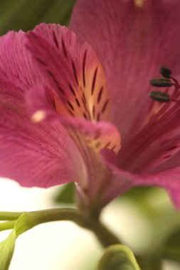 Yakın plan, yumuşak odaklı pembe Alstroemerieae zambak yaprağı tüttür. Makro bulanık doğal soyut ışık arkaplanı.