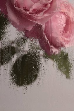 Duman seçilmiş yumuşak odak kremi pembe gül çiçeği ve ıslak su damlaları. Soyut doğal bulanık arkaplan.