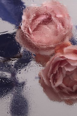 Duman seçilmiş yumuşak odak kremi pembe gül çiçeği ve ıslak su damlaları. Soyut doğal bulanık arkaplan.