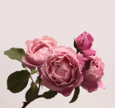 Yakın plan krema pembe gül tomurcuğu yaprağı buketi bej grisi. Doğal ışık arkaplanı.