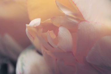 Smoke close-up selective soft focus yellow, pink Tulip flower Petal. Macro blur natural abstract background.