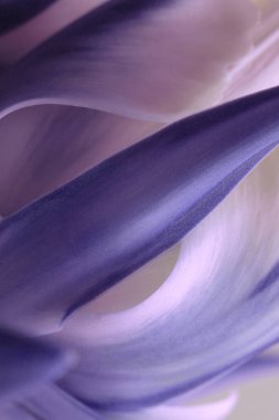 Yakın çekim seçici yumuşak odak pembesi, mor lale çiçeği yaprakları, tomurcuk, yaprak. Makro bulanık doğal soyut arkaplan.