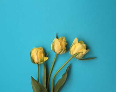 Sarı Lale Çiçeği buketi, açık tonlu yeşil yaprak. Minimalist natürmort. Doğal nötr arkaplan.