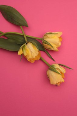 Sarı Lale Çiçeği buketi, pembe üzerinde açık gölgesi olan yeşil yaprak. Minimalist natürmort. Doğal nötr arkaplan.