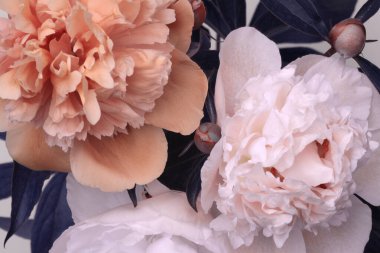 Kapalı pembe, bej kremalı Peony Flower otu buketi, yaprak. Doğal sanat geçmişi. 