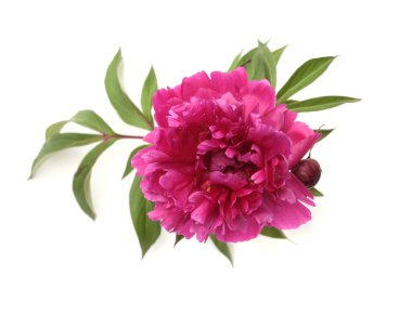 Yakın plan pembe, kırmızı şakayık çiçeği tomurcuğu, beyaz üzerinde açık gölgesi olan yaprak. Doğal arkaplan.