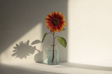 Sanat dekoratif kırmızı, vazonun üzerinde turuncu ayçiçeği gri, beyaz, bej iç döşemeli. Minimalist natürmort. Işık ve gölge güneş ışığı penceresi estetik doğal arkaplan.