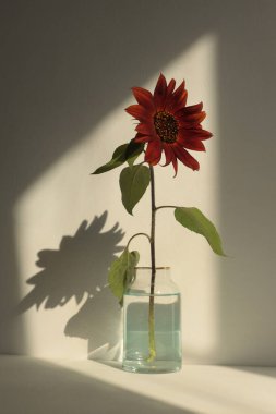 Sanat dekoratif kırmızı, vazonun üstünde turuncu ayçiçeği gri, iç kısmı bej. Minimalist natürmort. Işık ve gölge güneş ışığı penceresi estetik doğal arkaplan.