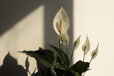 Bej iç duvarda Art Spathiphyllum Çiçeği. Minimalist natürmort. Işık ve gölge güneş ışığı penceresi estetik doğal arkaplan.